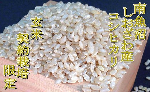 【玄米２０Kg】●玄米● 生産者限定 南魚沼しおざわ産コシヒカリ