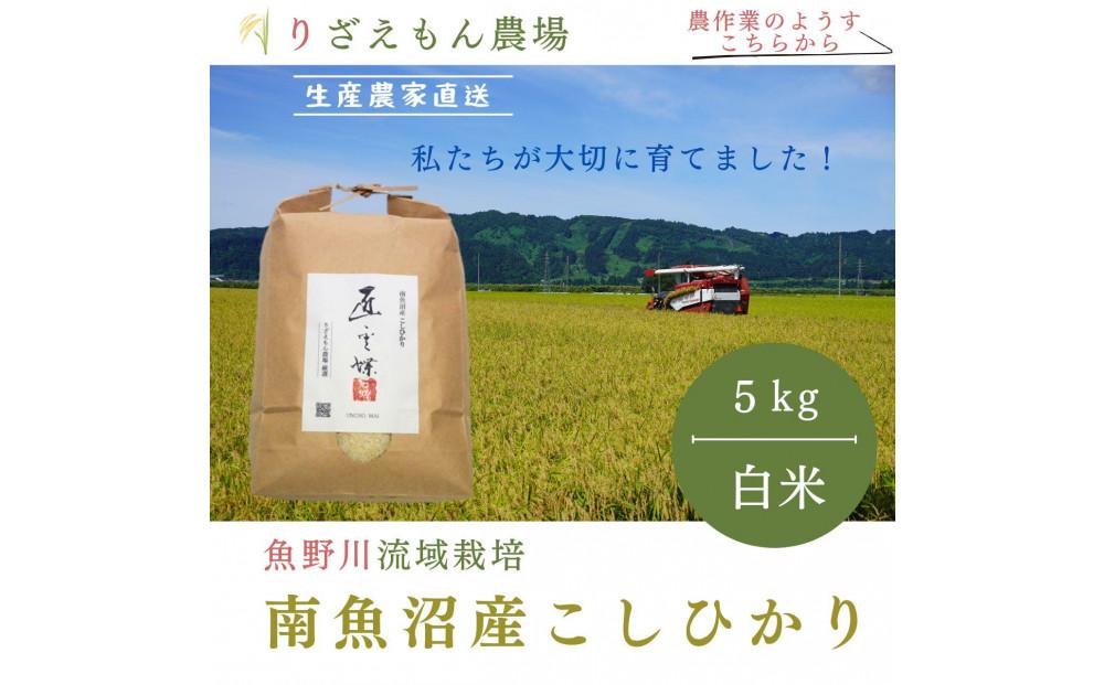 《新米予約受付》白米5kg  令和６年産　南魚沼産こしひかり　魚野川流域　匠 雲蝶(たくみ　うんちょう） ＼生産農家直送／