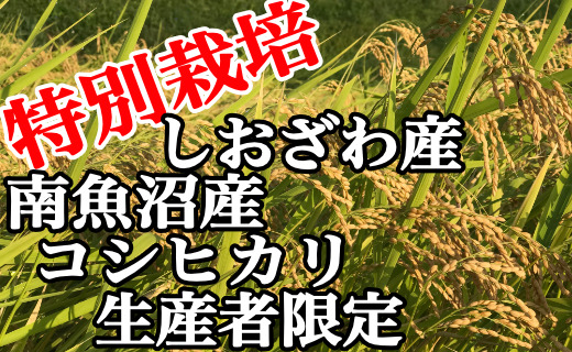 【定期便：20Kg×12ヶ月】特別栽培 生産者限定 南魚沼しおざわ産コシヒカリ