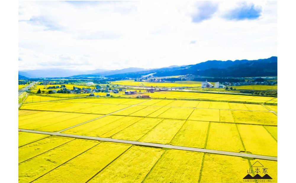 縲撰シイ7蟷エ逕」縲代仙ョ壽悄萓ソ縲大漉鬲壽イシ逕」繧ウ繧キ繝偵き繝ェ邊セ邀ウ2kgテ暦シ門屓 螻ア譛ャ螳カ縲仙セ捺擂蜩∫ィョ縲