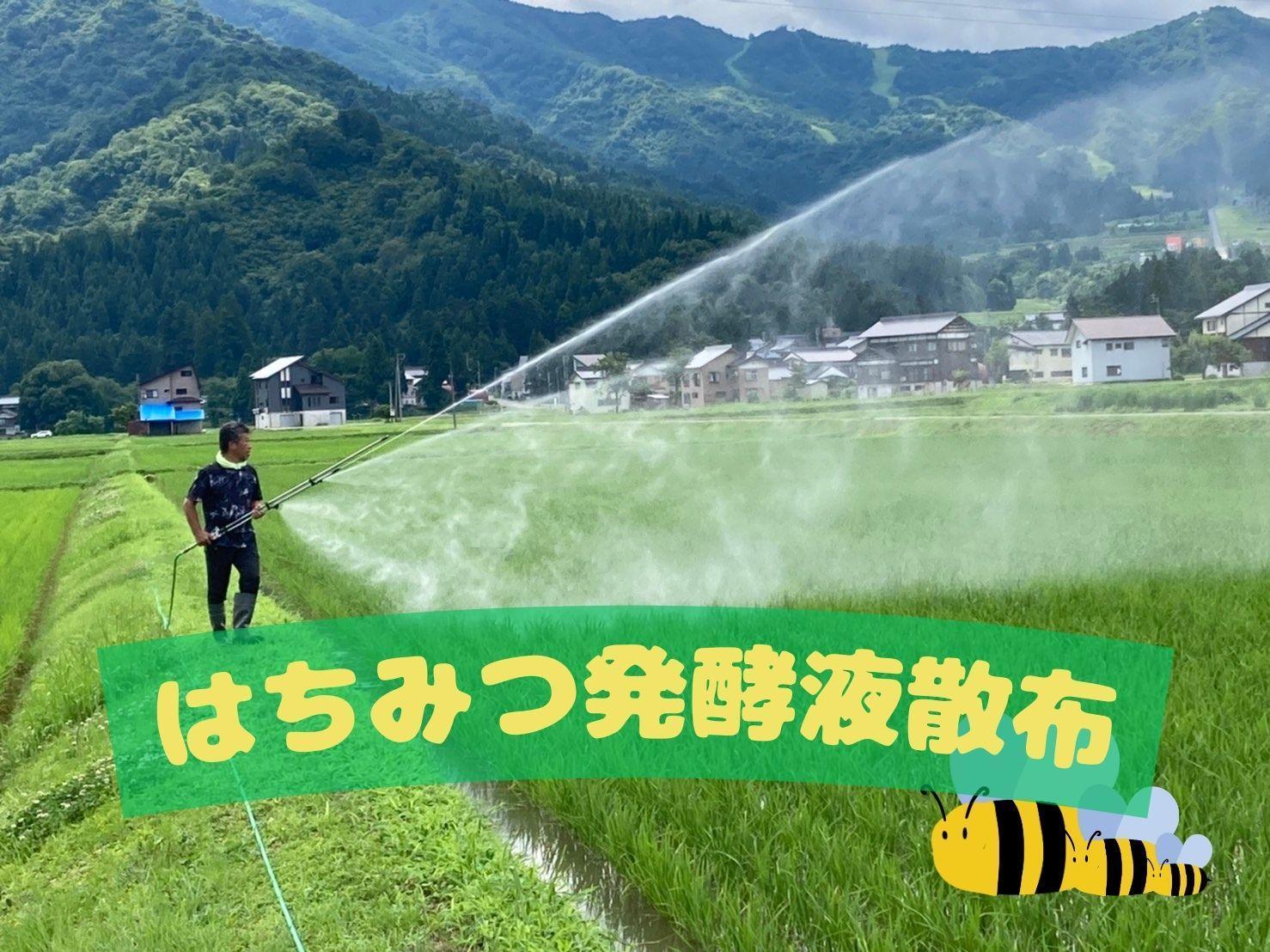 【令和７年産・新米予約・定期便】新潟県南魚沼産（塩沢地区）はちみつ米コシヒカリ 10kg×３か月　※蜂蜜発酵液肥料栽培