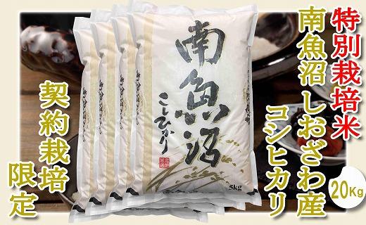 【精米２０Kg】特別栽培 生産者限定  南魚沼しおざわ産コシヒカリ