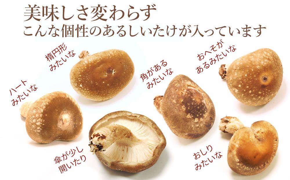 【JAみなみ魚沼定期便】家庭用「八色しいたけ」（1.5kg×全3回） 訳あり 不ぞろい 農家応援 厚いにもほどがある