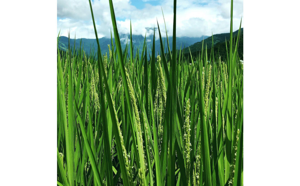 [令和7年産]  南魚沼産こしひかり5kg