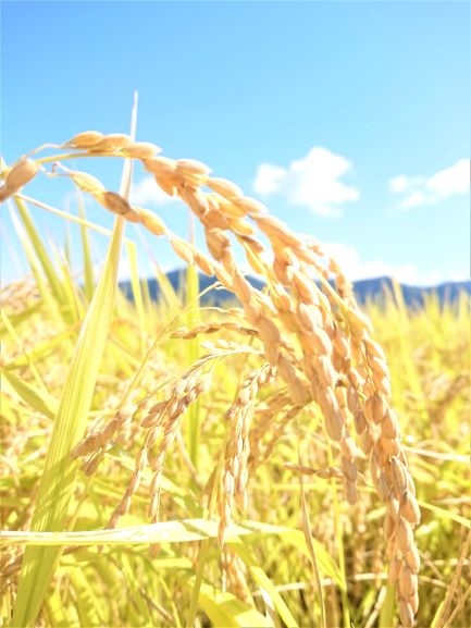 【いしざかさん家の】塩沢産従来コシヒカリ特別栽培米900ｇ×2入