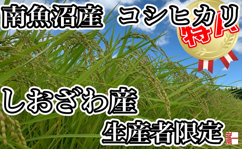 生産者限定 契約栽培 南魚沼しおざわ産コシヒカリ10Kg（5Kg×2袋）