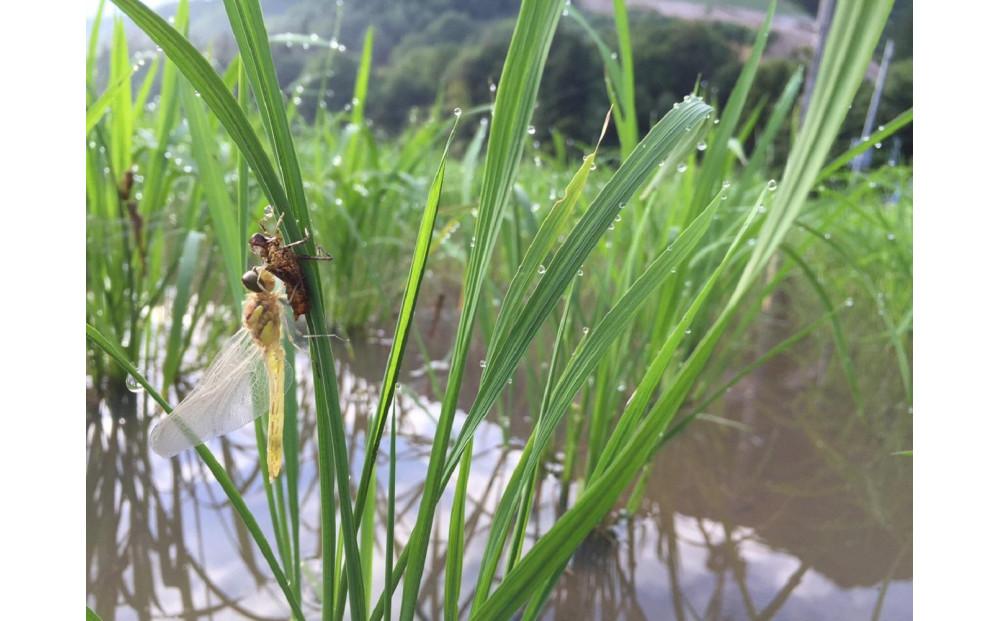 ギネス世界記録「世界最高米」認定 最高級南魚沼産新之助10kg(5kg×2) 桑原農産のお米