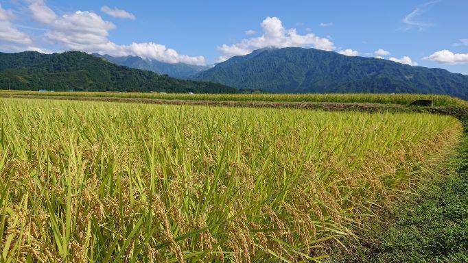 【令和6年産新米予約／令和6年10月上旬より順次発送】【定期便】１０kg×６ヶ月　南魚沼産コシヒカリ 井口農場 こだわりの 特別栽培米