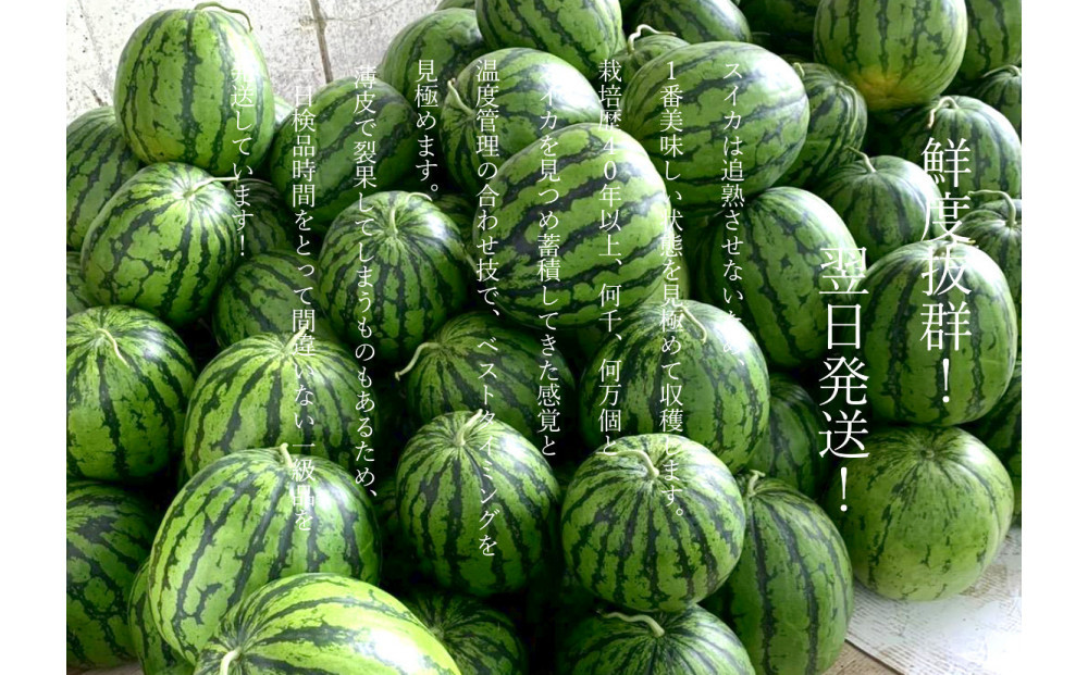 ã什å8幎/å°çãããäºçŽãããªïŒã·ã£ãªïŒçïœãïŒ2çå
¥ããé£ã¹ãããµã€ãºãã2026幎7æäžæ¬ããçºéäºå®ã