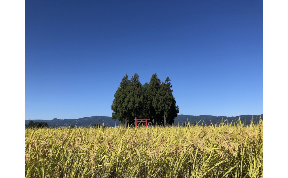 [令和7年産]  南魚沼産こしひかり5kg
