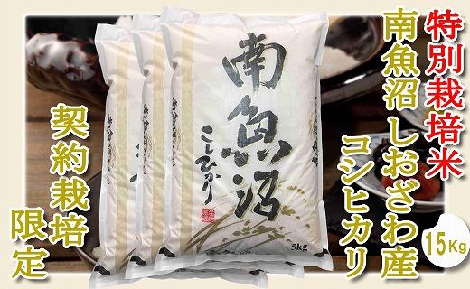 【令和7年産】【精米１５Kg】特別栽培 生産者限定  南魚沼しおざわ産コシヒカリ