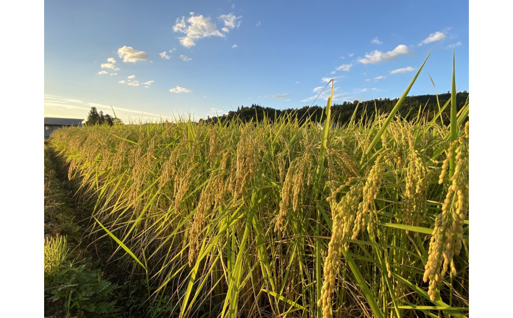 【令和7年産】南魚沼産コシヒカリ　八色　精米10kg(5kg×2)
