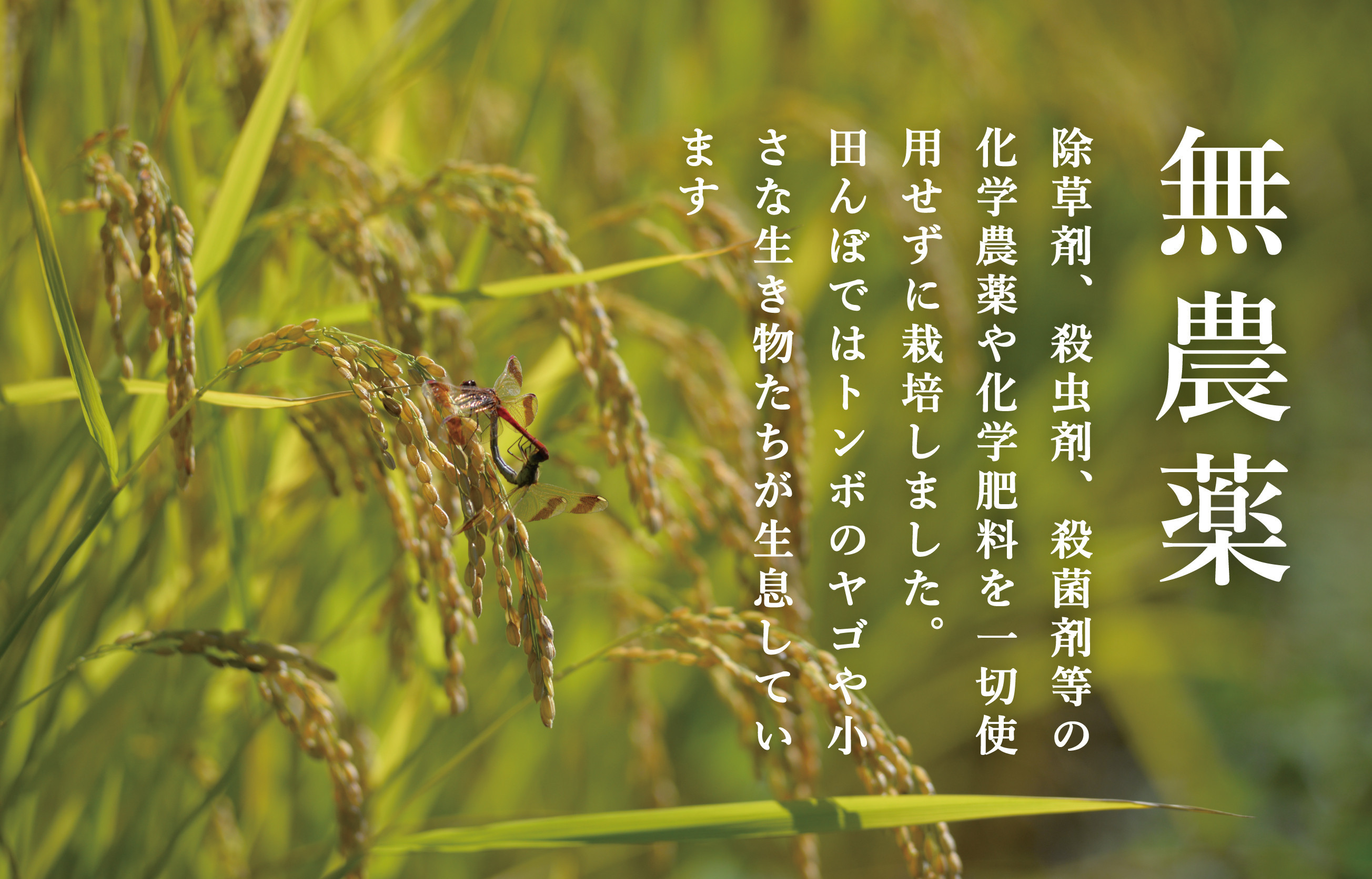 ã什å7幎ç£ããããã§ãã·ã§ãã«åºæŒ 颿ºæŽãã€ããæé«çŽ ç¡èŸ²è¬æ œå¹ç±³5kg åéæ²Œç£ã³ã·ãã«ãª