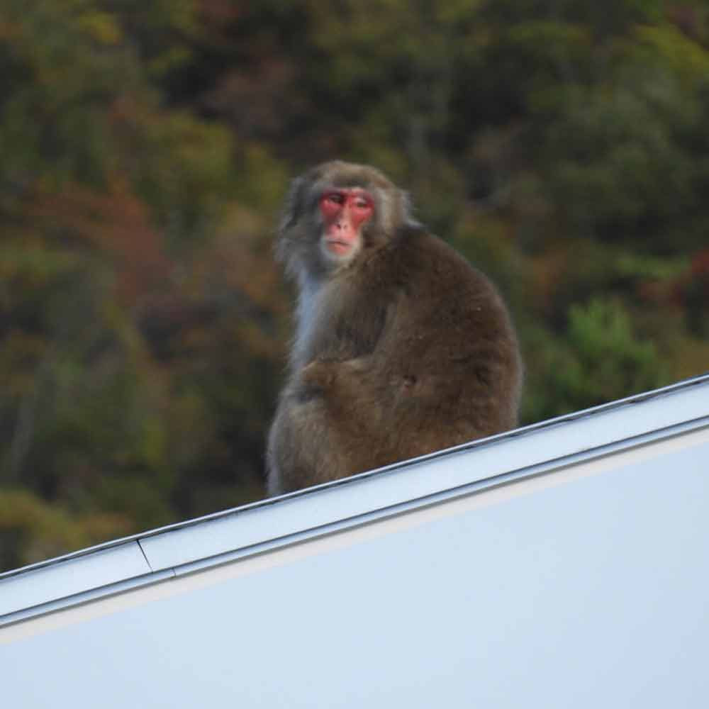 八海山 ライディーンクラフト 麹ベルジャンホワイト（発泡酒）330ml×12本