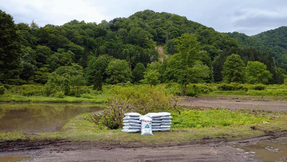 【新米予約・令和6年産】巻機山プリンセス「ネオニコフリー米」極良食味高温耐性品種にじのきらめき白米10kg標高三百米「農薬不使用」