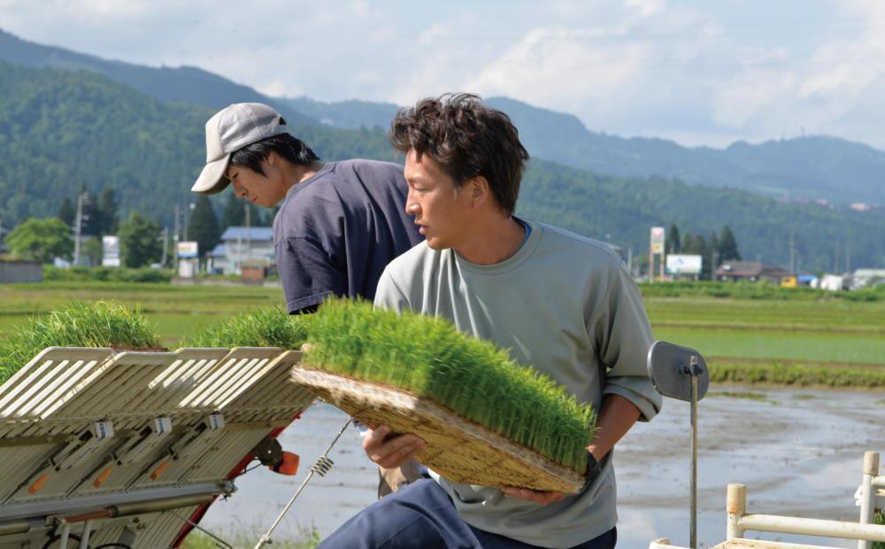 【定期便】関智晴がつくる最高級 南魚沼産コシヒカリ 金丸 ５kg ×全6回　栽培期間中 農薬化学肥料不使用【定期便 銘柄米 ブランド米 精米 こしひかり コシヒカリ 魚沼産 新潟米 産地直送 お米 米 こめ コメ ご飯 御飯 ごはん】