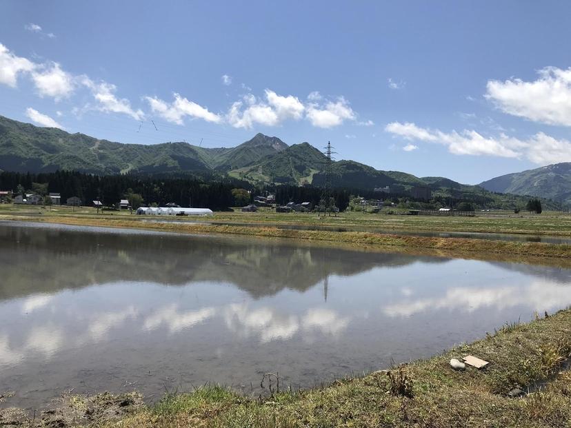 南魚沼塩沢産　従来型コシヒカリ　白米５ｋｇ×６回（定期便）（令和６年度新米スタート）