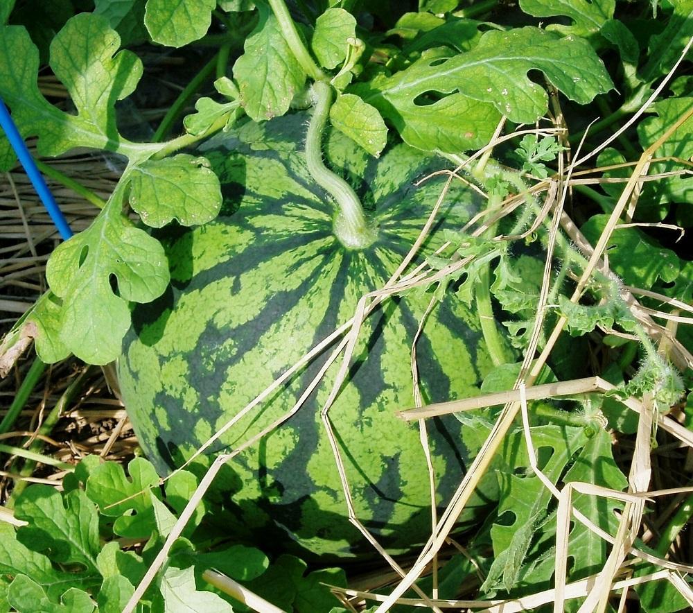 縲仙郁。御コ育エ縲代先眠貎溽恁 蜊鈴ュ壽イシ逕」縲大ォ濶イ蜴溘☆縺縺句、ァ邇会シ堤脂縲2026蟷エ7譛井ク区流逋コ騾√代舌♀螻翫¢譌・譎よ欠螳壻ク榊庄縲