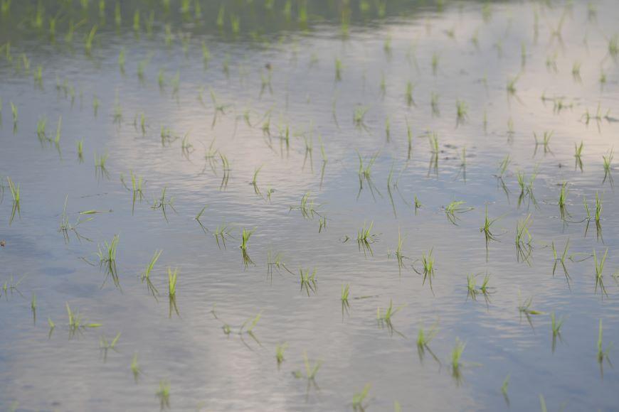 【令和6年産新米予約】南魚沼食味コンクール3年連続優秀賞　減農薬特別栽培米20kg　南魚沼塩沢産コシヒカリ