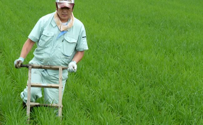 【６年産新米予約】特別栽培米「極上南魚沼産コシヒカリ」（有機肥料、8割減農薬栽培）精米４ｋｇ