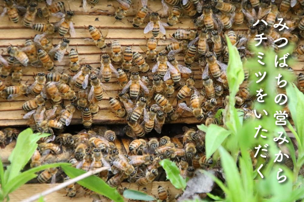 さいき養蜂園　天然ピュア蜂蜜　アカシア１ｋｇ　2本セット