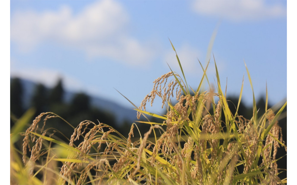 【令和7年産】【定期便・上旬お届け】2kg×12ヶ月　南魚沼産コシヒカリ生活応援
