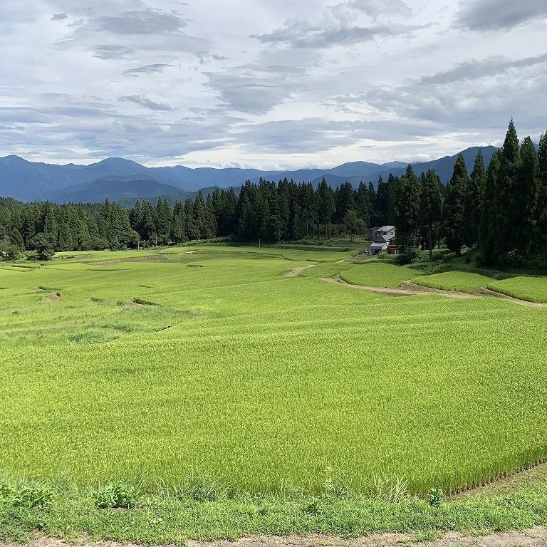 塩沢コシヒカリ【西山の天水田米】(精米5kg)