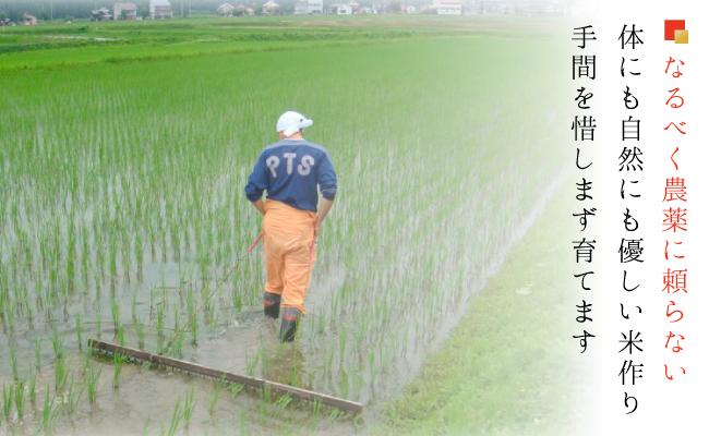 令和５年産 南魚沼産コシヒカリ 無洗米５ｋｇ 【５割減農薬栽培米】 城内農産