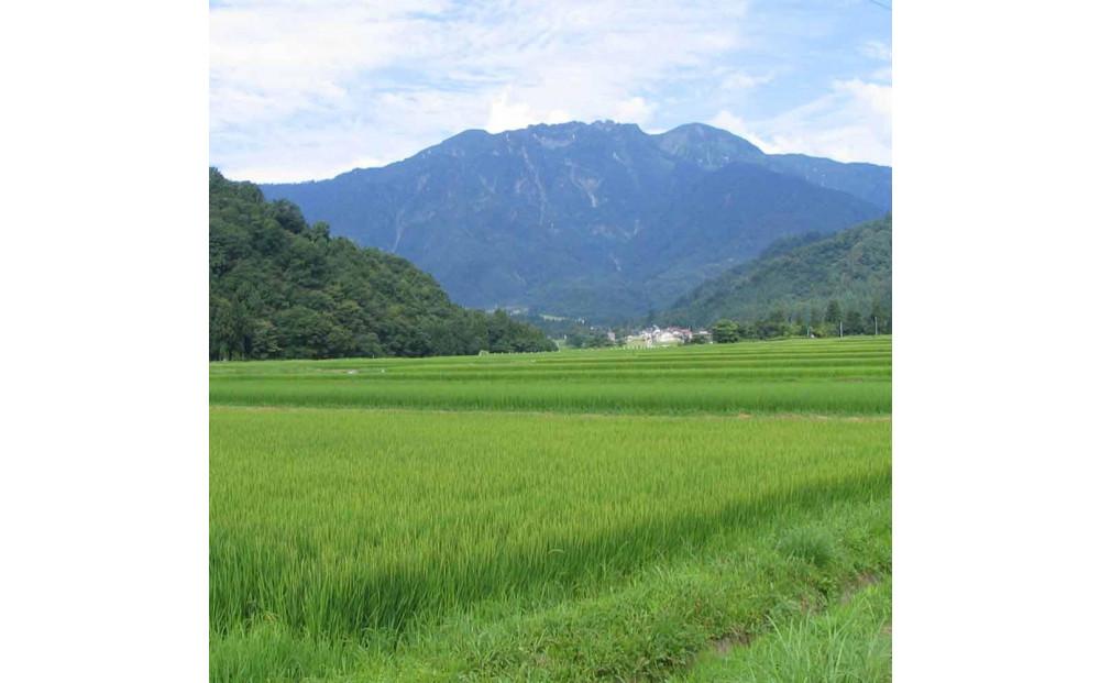 日本酒 八海山 しぼりたて原酒 越後で候 青越後 1800ml