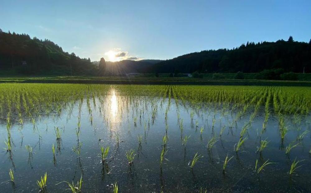 【生産者直送】【定期便６ヶ月】【令和６年産　新米予約】 南魚沼産こしひかり 無洗米2kg×全6回　合計1２kg　オグライスファーム＜コシヒカリ 農家直送＞