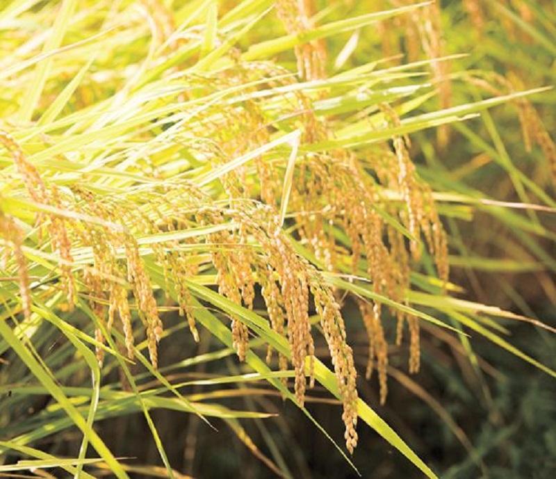 縲撰シイ7蟷エ逕」縲大漉鬲壽イシ逕」繧ウ繧キ繝偵き繝ェ邊セ邀ウ10kg 螻ア譛ャ螳カ縲仙セ捺擂蜩∫ィョ縲