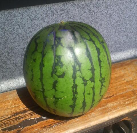 蜈郁。御コ育エ縲先眠貎溽恁蜊鈴ュ壽イシ逕」縲代舌o縺代≠繧翫大ォ濶イ蜴溘せ繧、繧ォ 蟆冗脂シ堤脂縲2026蟷エ7譛井クュ譌ャ逋コ騾√代舌♀螻翫¢譌・譎よ欠螳壻ク榊庄縲