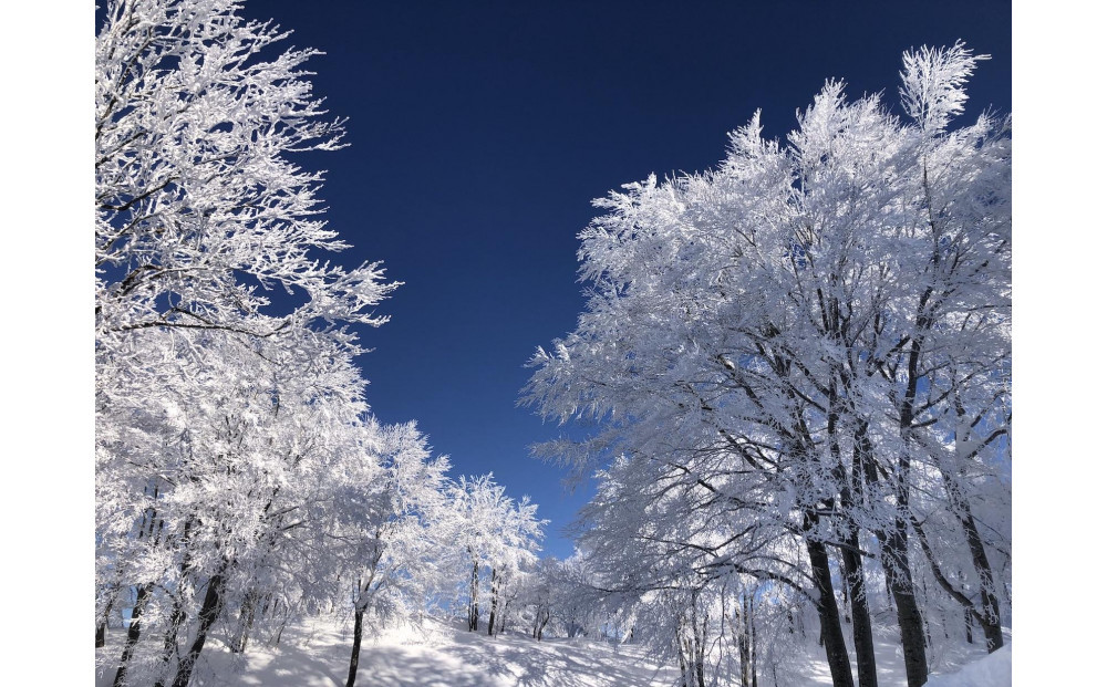 [令和7年産]  南魚沼産こしひかり5kg