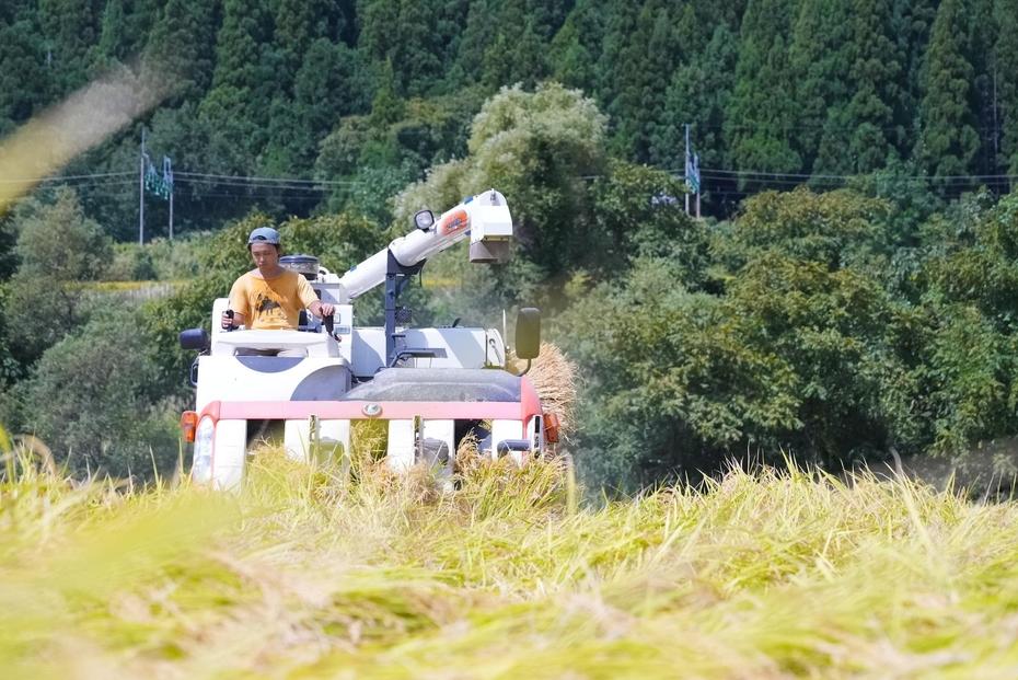 【令和６年産】南魚沼塩沢君沢産こしひかり　白燦々　10kg　【玄米】