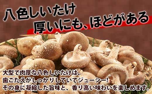 ES419 八色 しいたけ 1kg シイタケ 椎茸 生しいたけ 生シイタケ きのこ キノコ 菌床栽培 肉厚 鍋 バーベキュー おかず おつまみ 贈答 ギフト 越季 新潟県 南魚沼市