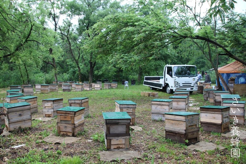 【頒布会】さいき養蜂園　　天然ピュア蜂蜜　アカシア１ｋｇ　6か月連続お届け