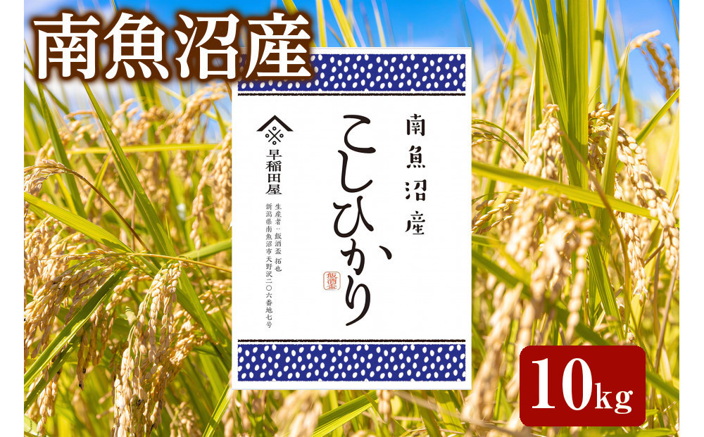 【ふるさと納税】【令和8年産新米予約】特別栽培米　南魚沼産コシヒカリ 10kg　塩沢産コシヒカリ【銘柄米 精米 こしひかり コシヒカリ 魚沼産 新潟米 お米 米 こめ】【2026年10月中旬より1ヵ月以内に順次発送予定】