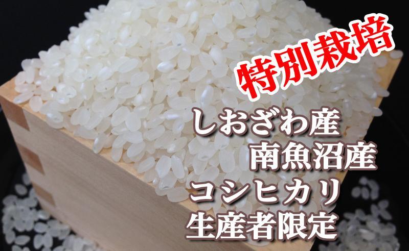縲蝉サ、蜥7蟷エ逕」縲代仙ョ壽悄萓ソシ5Kgテ3繝カ譛医醍音蛻・譬ス蝓ケ 逕溽肇閠髯仙ョ 蜊鈴ュ壽イシ縺励♀縺悶o逕」繧ウ繧キ繝偵き繝ェ