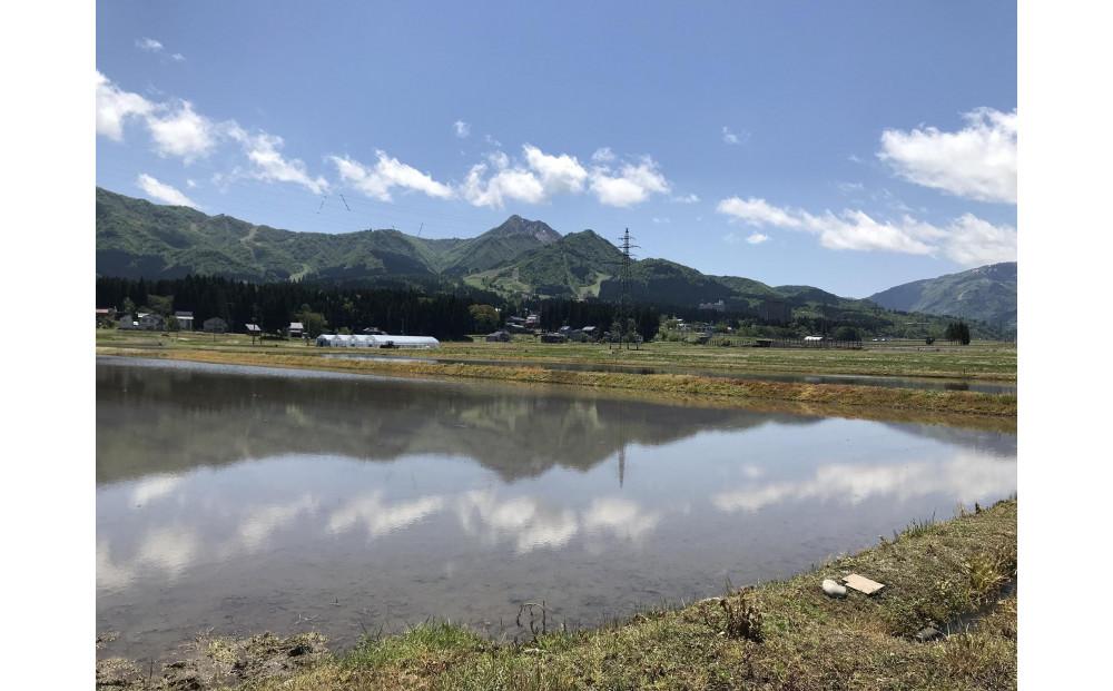 【魚沼産コシヒカリ　精白米１０ｋｇ】南魚沼塩沢産　従来型コシヒカリ