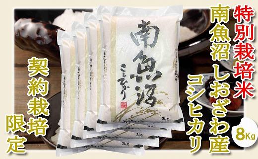 【精米８Kg】特別栽培 生産者限定  南魚沼しおざわ産コシヒカリ