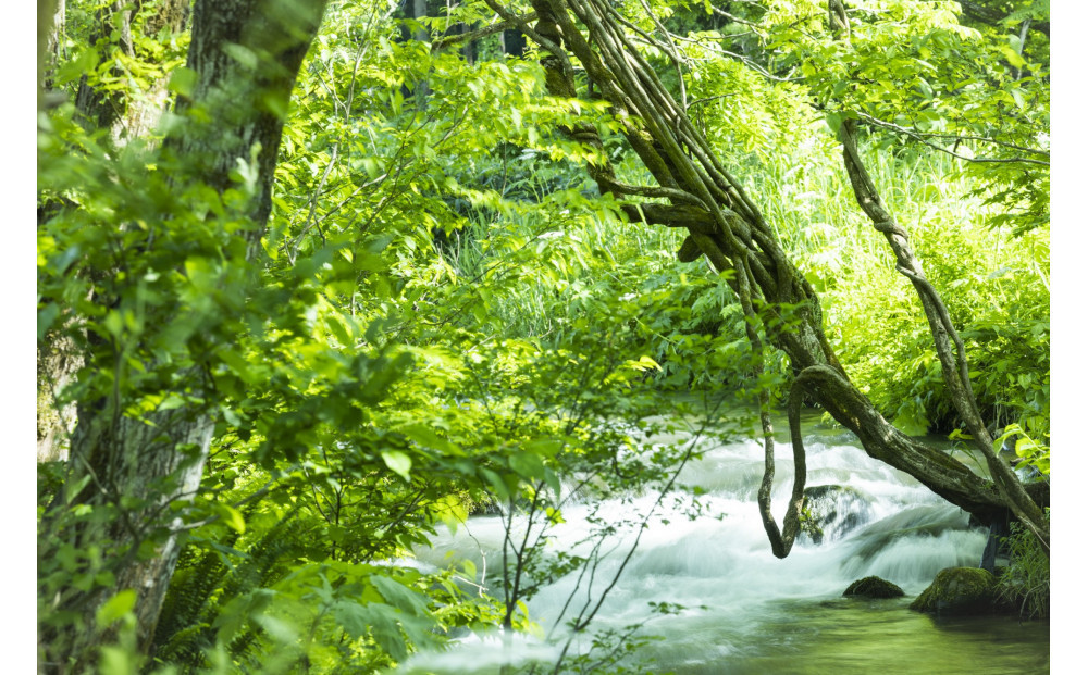 新米予約【令和8年産】南魚沼塩沢産コシヒカリ「然然」　農薬5割減栽培　玄米5kg【2026年10月上旬より1ヶ月以内に順次発送予定】