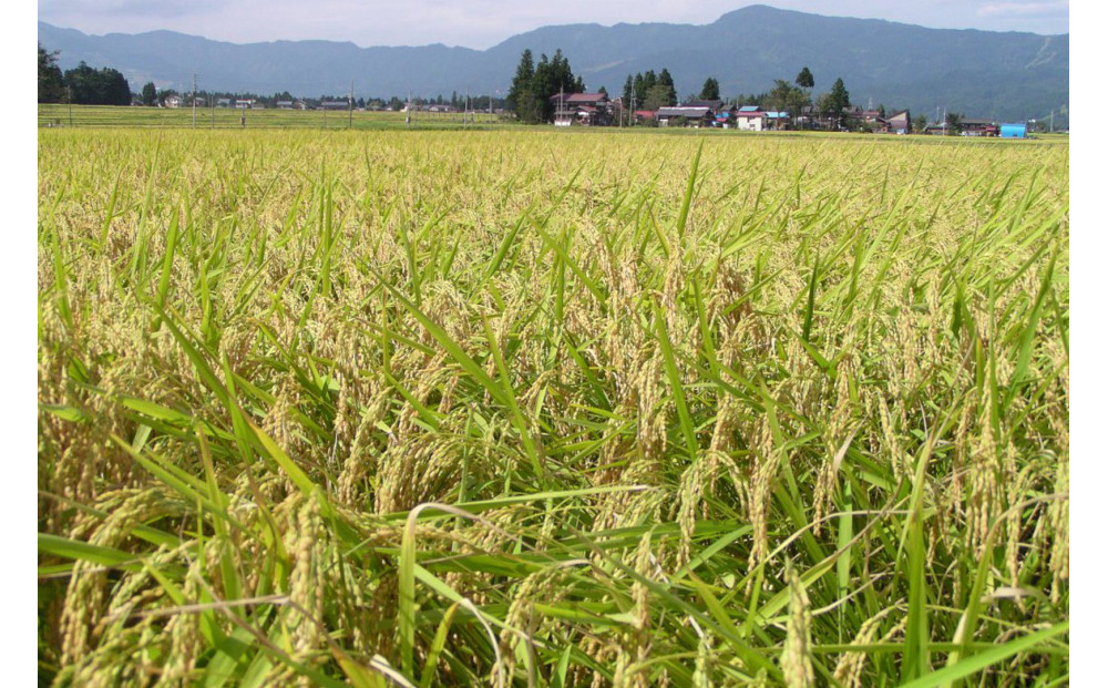 【頒布会】南魚沼産「どん米」白米真空パック4.8kg×１０ヶ月　ちょっと！うるさいよ！炊き方
