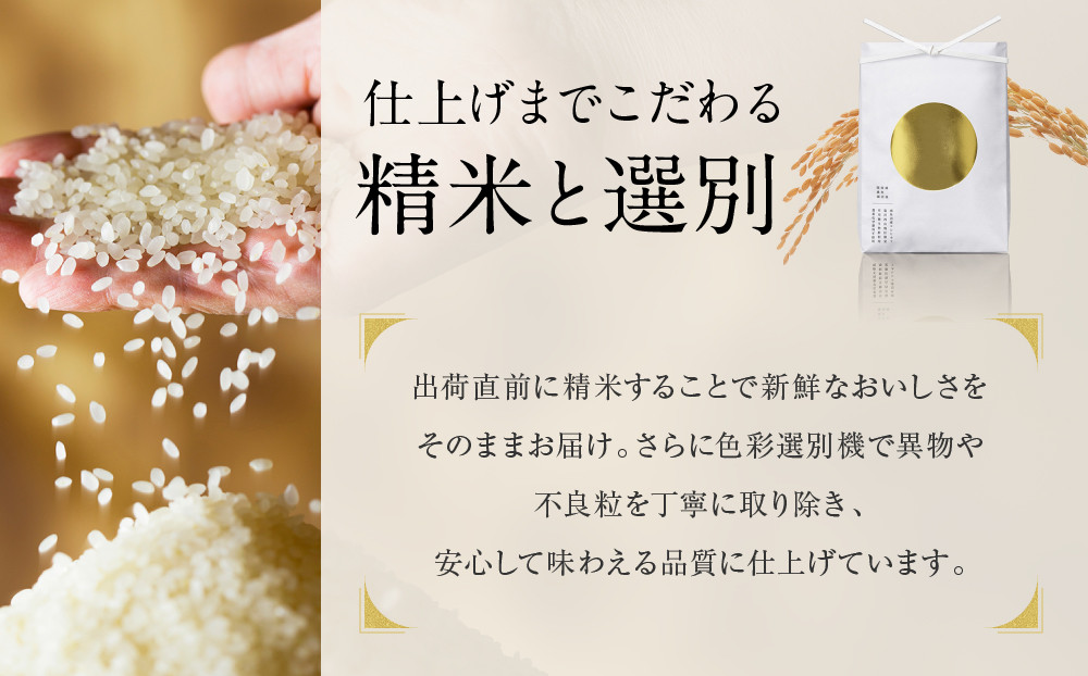 【定期便】関智晴がつくる最高級 南魚沼産コシヒカリ 金丸 ５kg ×全12回　栽培期間中 農薬化学肥料不使用【定期便 銘柄米 ブランド米 精米 こしひかり コシヒカリ 魚沼産 新潟米 産地直送 お米 米 こめ コメ ご飯 御飯 ごはん】