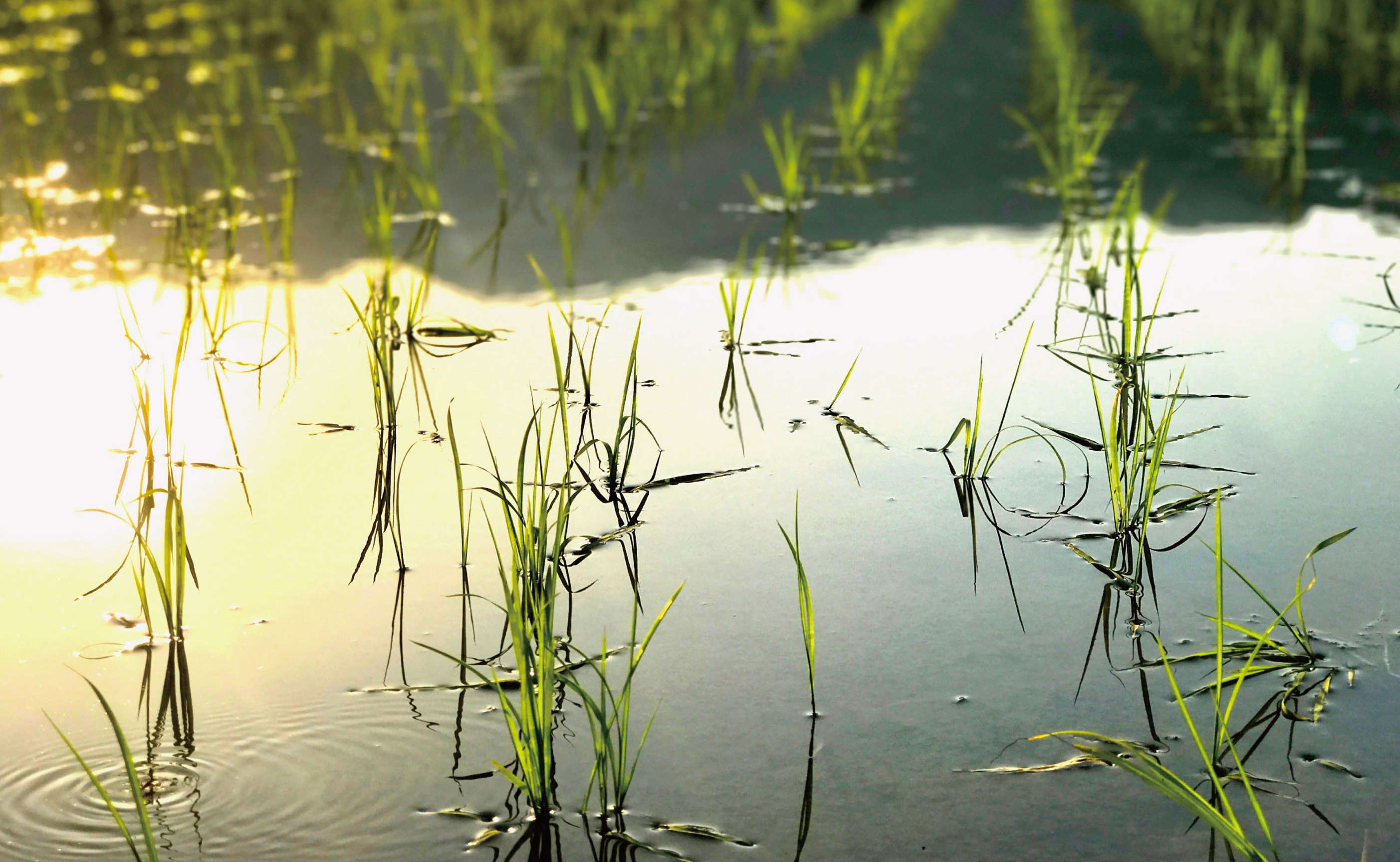 【令和7年産】関智晴がつくる南魚沼塩沢産コシヒカリ5kg　減農薬栽培米