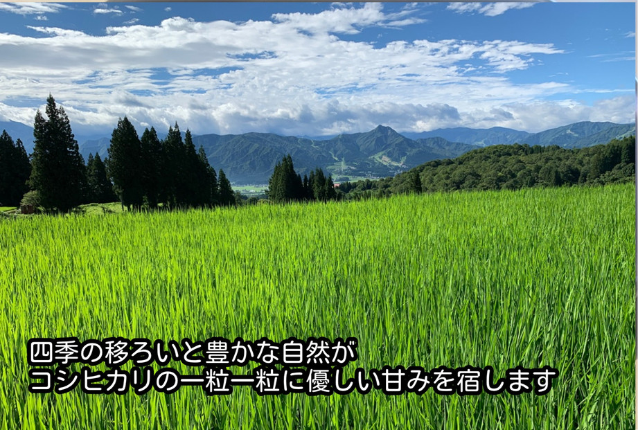 什å7幎ç£ãåéæ²Œå¡©æ²¢ç£ã³ã·ãã«ãªãçœç±³ïŒkg