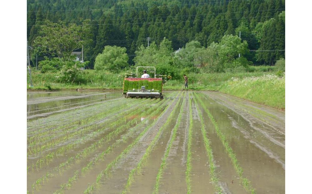 ãR7幎ç£ãã®ãã¹äžçèšé²ãäžçæé«ç±³ãèªå® æé«çŽåéæ²Œç£æ°ä¹å©5kg æ¡å蟲ç£ã®ãç±³