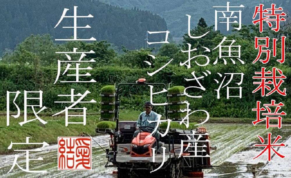 ã什å7幎ç£ããå®æäŸ¿4KgÃ3ã¶æããç¹å¥æ œå¹ç±³ã å¥çŽçç£è
éå® åéæ²Œããããç£ã³ã·ãã«ãª