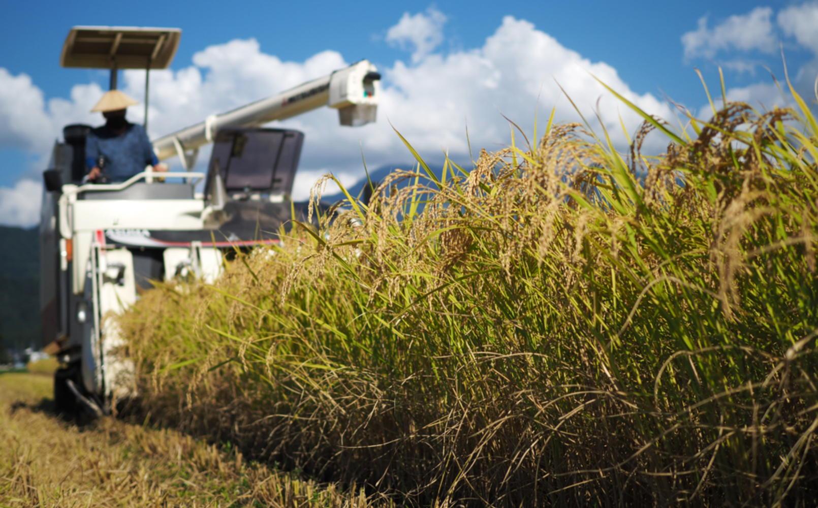 縲蝉サ、蜥7蟷エ逕」縲大漉鬲壽イシ逕」縺薙@縺イ縺九j縲檎ェ堤エ蜈蝪ォ2蜷医ヱ繝繧ッテ10陲句・縲咲セ主袖縺励&髟キ謖√■ 300g 蟆剰「 萓ソ蛻ゥ 邊セ邀ウHACCP隱榊ョ壼キ・蝣エ 迚ケA迯イ蠕玲律譛ャ荳逕」蝨ー 鬮伜刀雉ェ邊セ邀ウ 繧ゅ▲縺。繧顔曝縺 蜊鈴ュ壽イシ逕」繧ウ繧キ繝偵き繝ェ