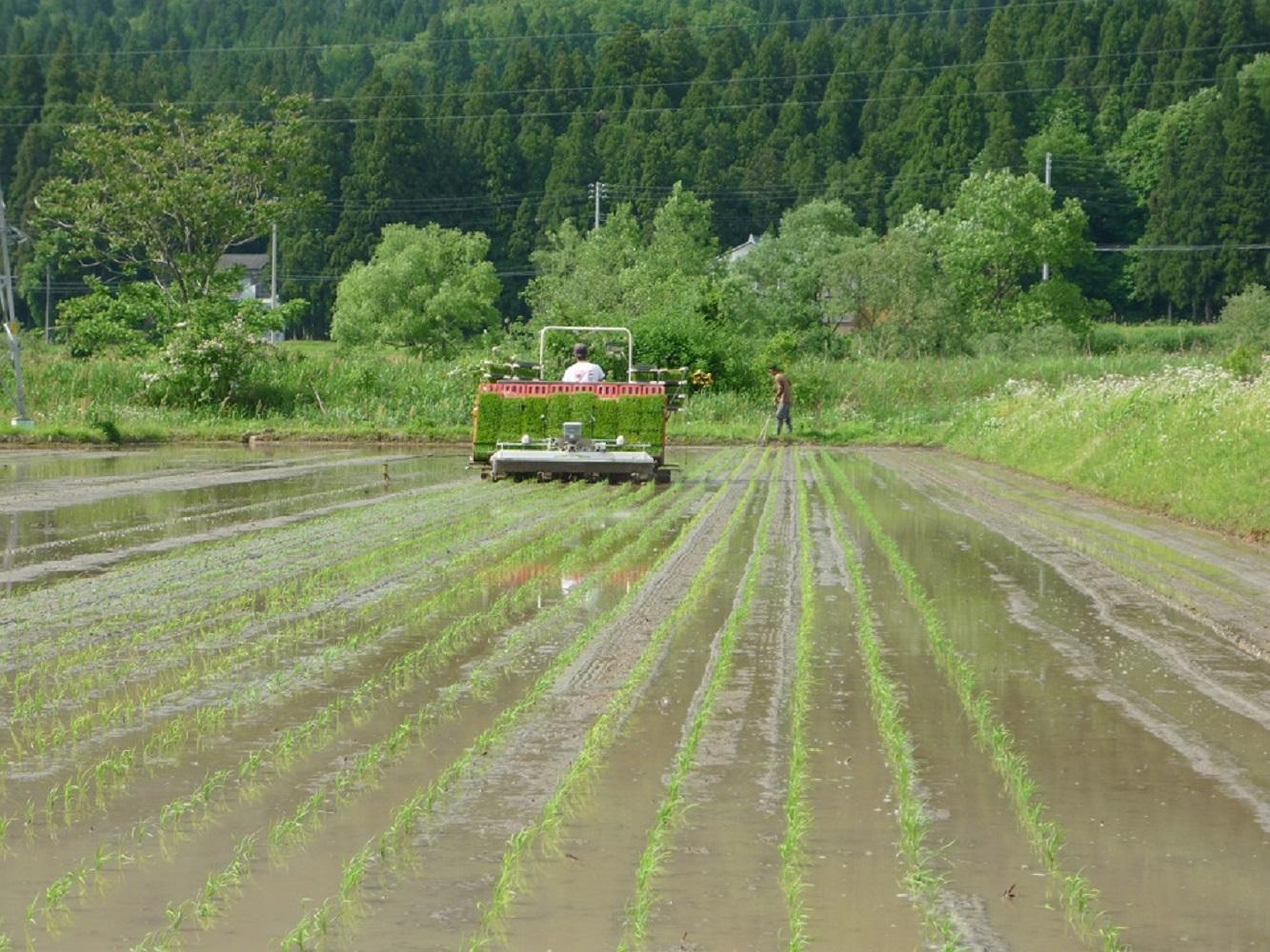 【R7年産】最優秀賞受賞【8割減農薬】最高峰南魚沼産こしひかり5kg　桑原農産のお米(精米)