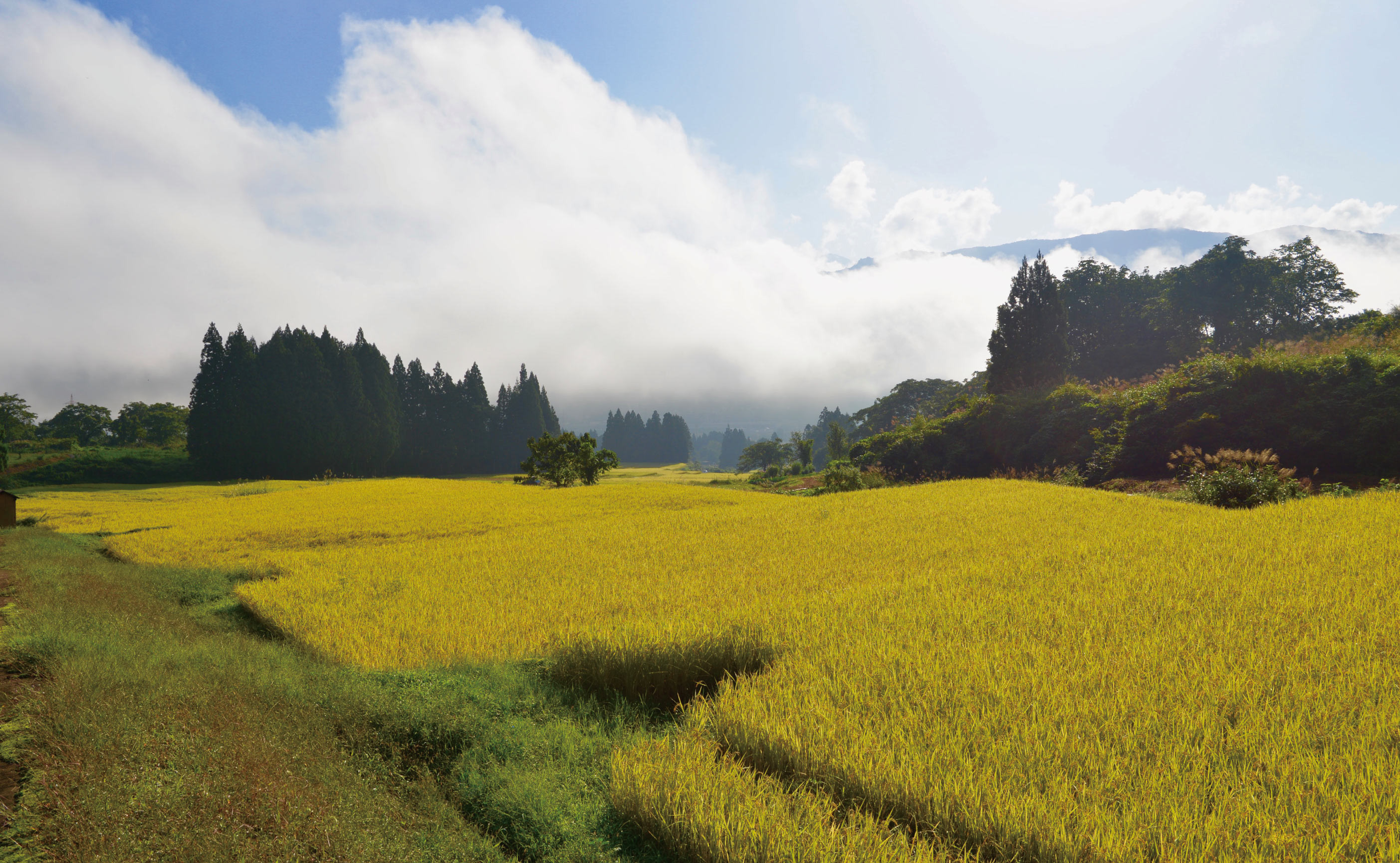 縲蝉サ、蜥7蟷エ逕」縲鷹未譎コ譎エ縺後▽縺上k蜊鈴ュ壽イシ蝪ゥ豐「逕」繧ウ繧キ繝偵き繝ェ20kgシ5kgテ4蛟具シ 貂幄セイ阮ャ譬ス蝓ケ邀ウ